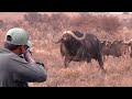 One of the finest clips of African buffalo hunting