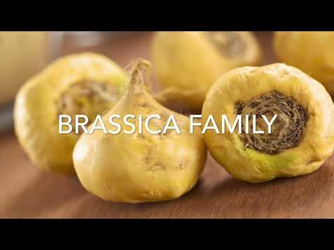 Maca Root Powder | Maca For Women & Pregnancy | Maca 101 Versatile Vicky