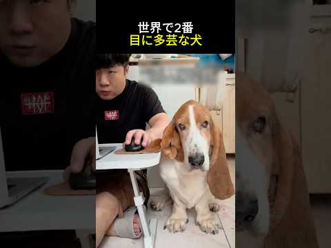 世界で2番目に多芸な犬 🐕🌍