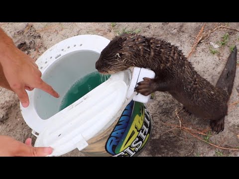 Training BABY Otter To Hunt Fish!!