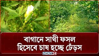 মাল্টার বাগানে সাথী ফসলের চাষ-নিউজ24
