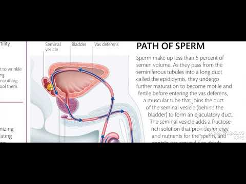 Male reproductive system 2