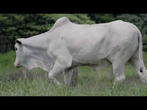 NELORE WBS- 1572 FIV DA FST - WBS 1572