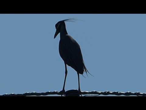 nature in my backyard episode 230 (HD)