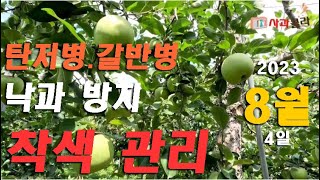 [사과재배] 8월 상순 탄저병.갈반병.낙과예방.착색관리