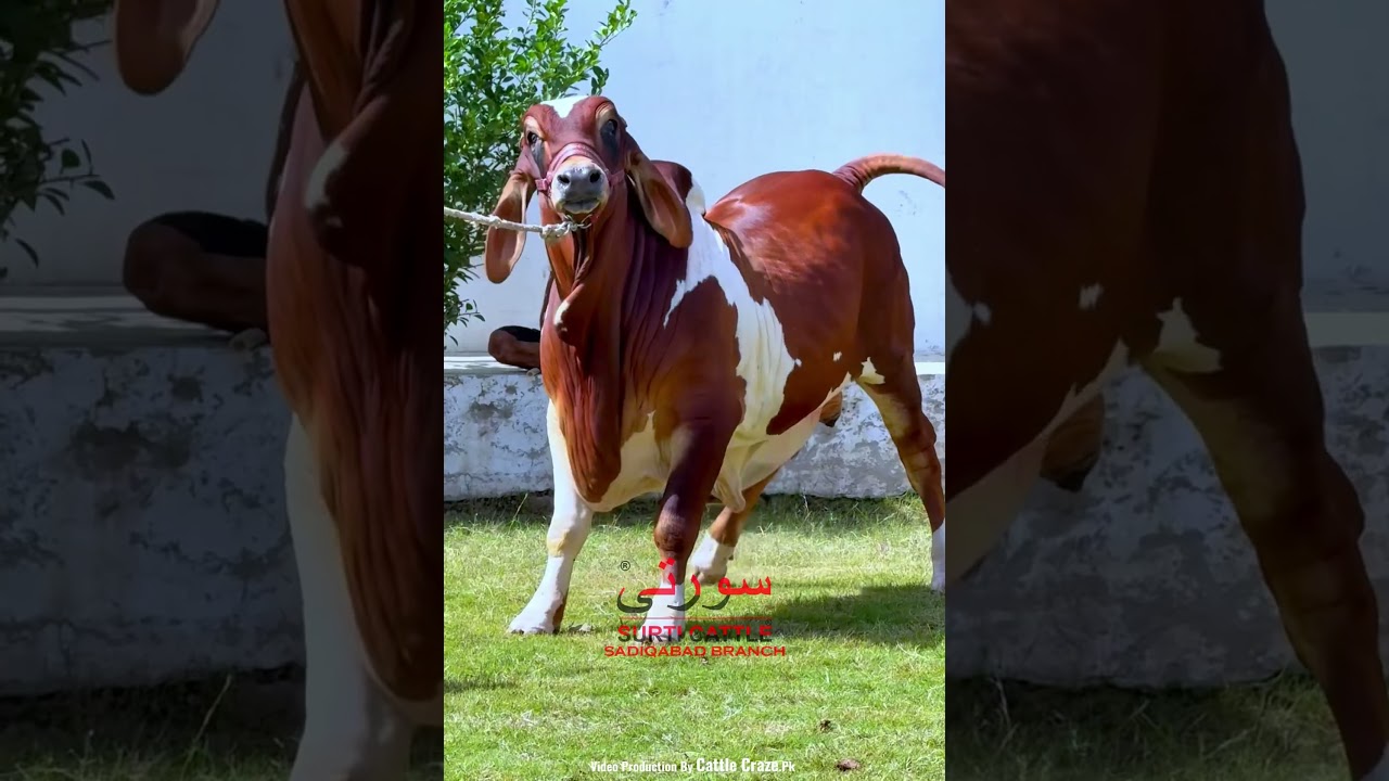 SURTI CATTLE FARM LAL ABLACK BACHRA