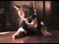 Tuxedo Cat Falls Off The Table