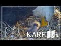 WATCH: Minnesota DNR EagleCam's eaglet makes its debut