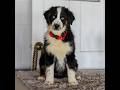 Australian Shepherd dogs for sale: Dustin - Video 1
