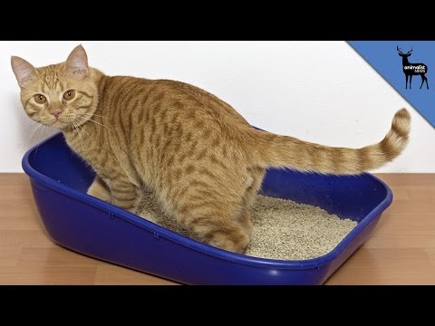 Box Cat IOS
