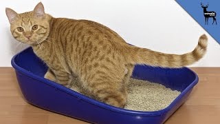 What is the Perfect Litter Box Location?