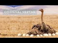 How Ostriches Evolved To Lay Eggs In A Joint Nest