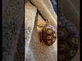 What They Don T Tell You When You Purchase A Baby Sulcata Tortoise