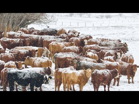 American Ranchers Raise Millions Of Cattle In Snow Season This Way - Livestock Farming