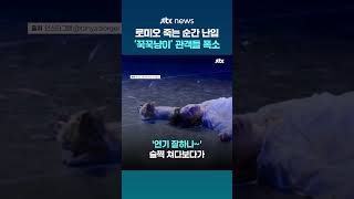 독약 먹고 쓰러진 로미오 옆, 머리카락 '꾹꾹'…신스틸러 치즈냥이 #JTBC #Shorts