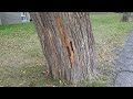 Osage Orange Tree (Maclura pomifera)  in Grimsby, Ontario, Canada