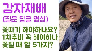 감자(질문답글)????꽃따기 꼭 해야하나요? 1차 추비 해야 하나요? 꽃필 때 할 5가지 작업