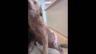 Video preview image #1 Chihuahua-Unknown Mix Puppy For Sale in Grafton, WI, USA