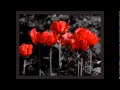Lex Barker Experience - Roter Mohn 