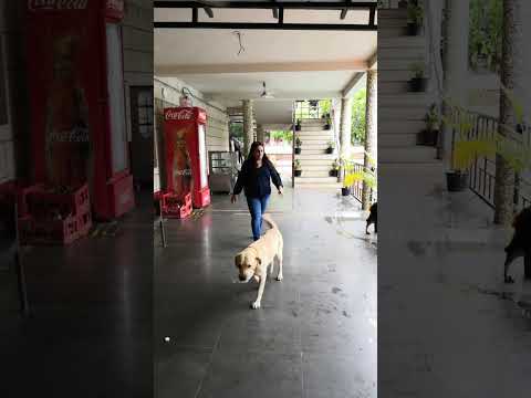 Jinal playing with Navab(dog🐕) at Jambughoda wildlife sanctuary resort on 15aug 2022 (1)