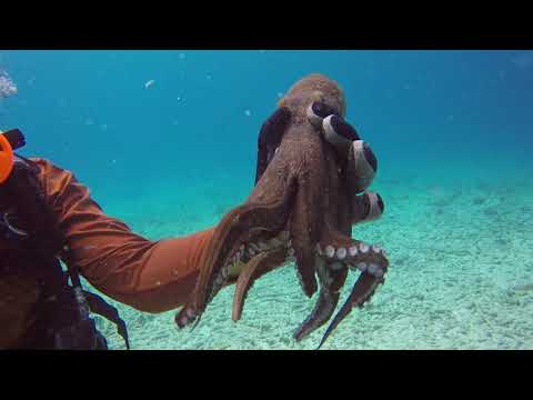 Octopus shoots ink serveral times