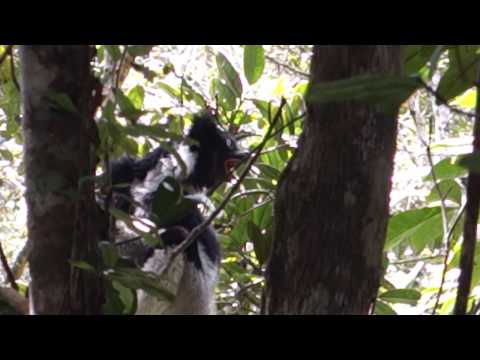 Indri Call - Madagascar