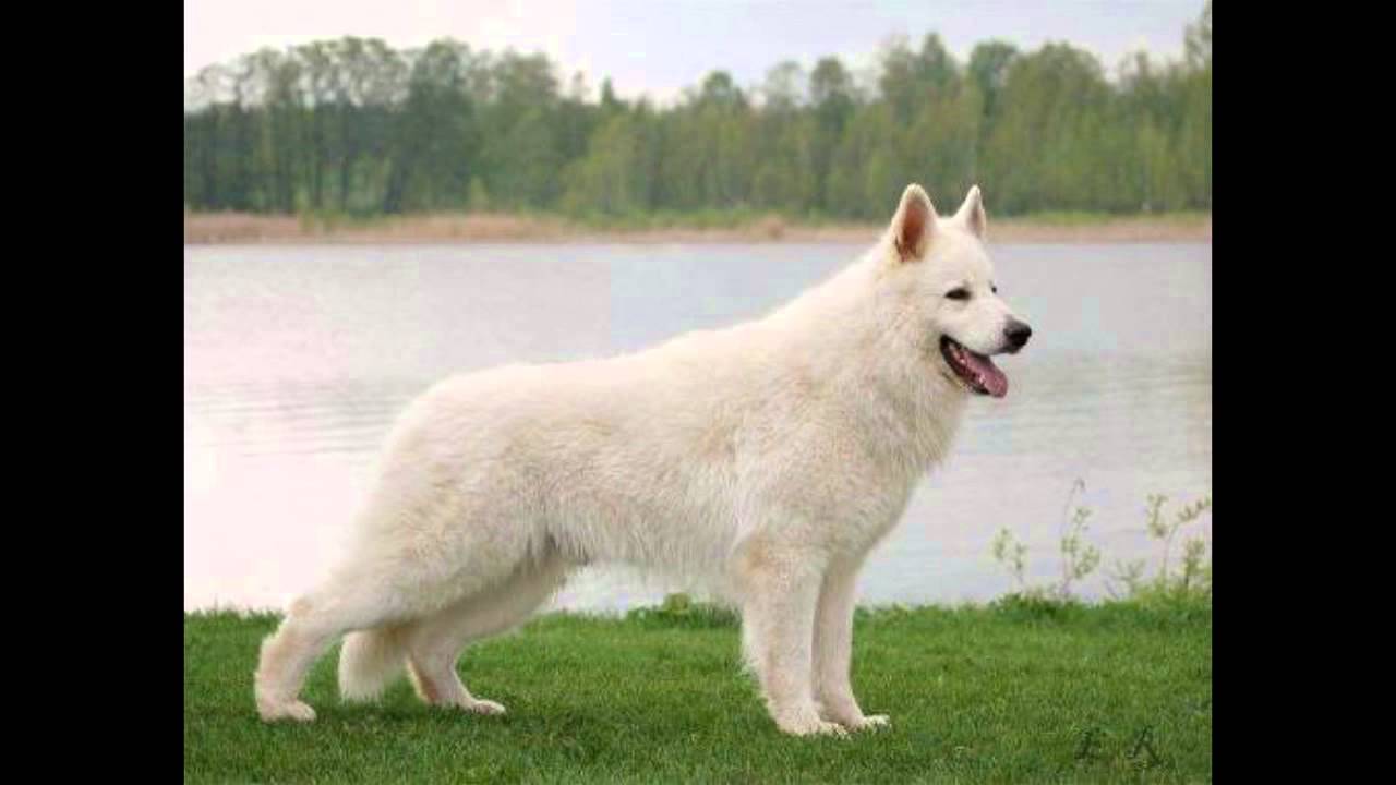 Watch historia del pastor blanco suizo Now historia del pastor blanco suizo