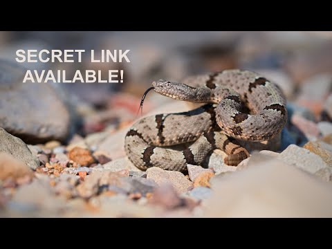 The Desert of Rattlesnakes - secret link available!