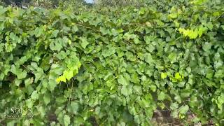 Mature muscadine vines planted 16' apart.