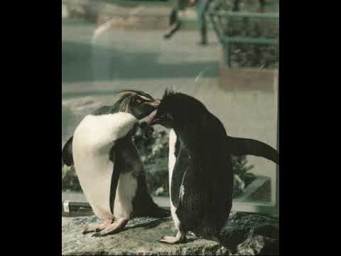 Fideler Pinguin, Polka, Willi Stanke und sein Orchester, Berlin, 1950