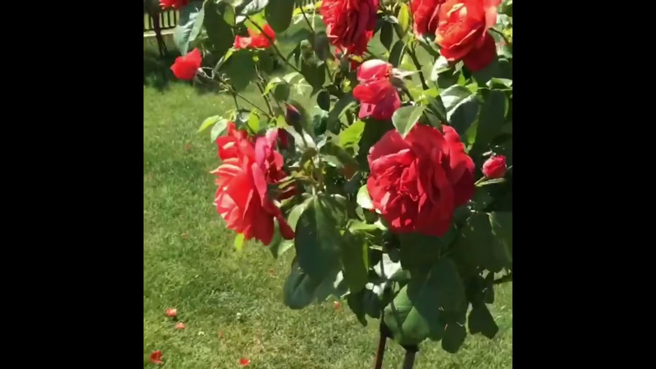 Штамбовая роза Хот Шоколад !! Rose Hot Chocolate !!