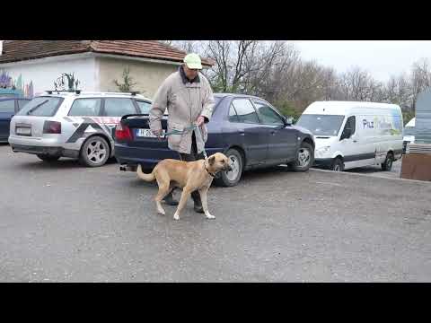 Rabea läuft das erste Mal an der Leine 240313