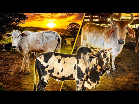 Ultrassom na vaca Goiatuba / Ano Novo e Pavão volta ao curral 