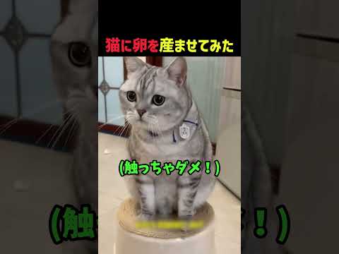 猫に卵を産ませてみた