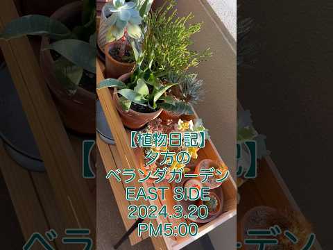 鉢植えの地中海植物：テラスまたはバルコニーで育てるにはどの種が適していますか？  庭園