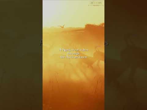 Dawn on the Plains: Male Lion’s Roar Commands the Savannah | Great Plains Conservation #wildlife