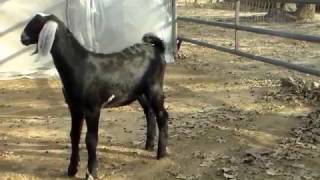 Black PB Nubian Buckling For Sale Black PB Nubian Buckling For Sale
