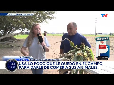 "RESISTIRÉ" TN en Aldao, Santa Fe: Sergio perdió 60 hectáreas de cosecha por la sequía