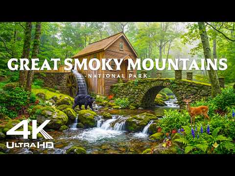 Great Smoky Mountains 4K – Black Bears, Waterfalls & Appalachian Wilderness