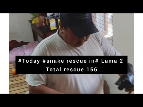 #Today #snake rescue in# Lama 2 Total rescue 156