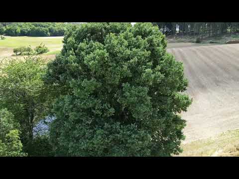 Stieleiche (Quercus robur) '57561'