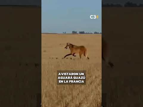 VIERON UN AGUARÁ GUAZÚ EN CÓRDOBA 🦊