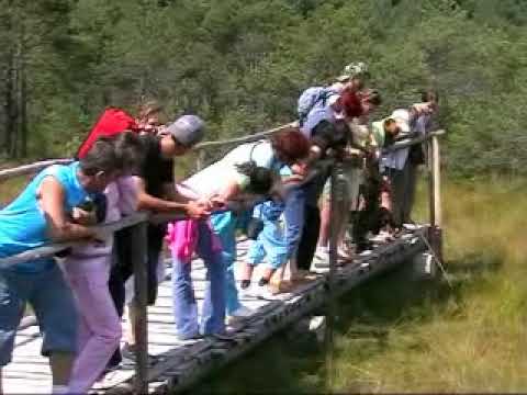 Fenomene postvulcanice în Munții Harghita de Sud (Carpații Orientali, România)