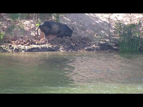 MCARTHUR RIVER BORROLOOLA