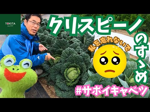 園芸 ドーベントン キャベツ、ドーベントン パーペチュアル ケール