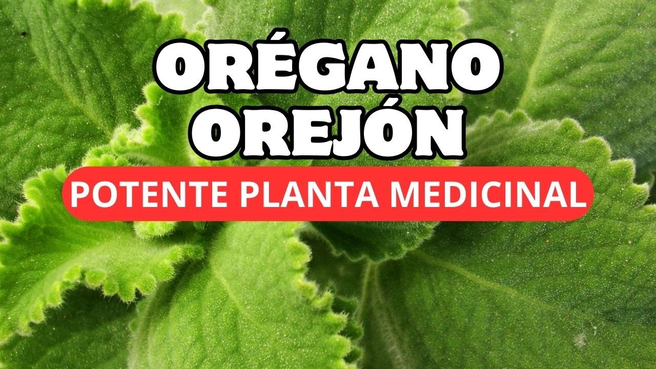 🪴ORÉGANO GIGANTE, Poderosa Planta Medicinal Que Debes Tener 🌿