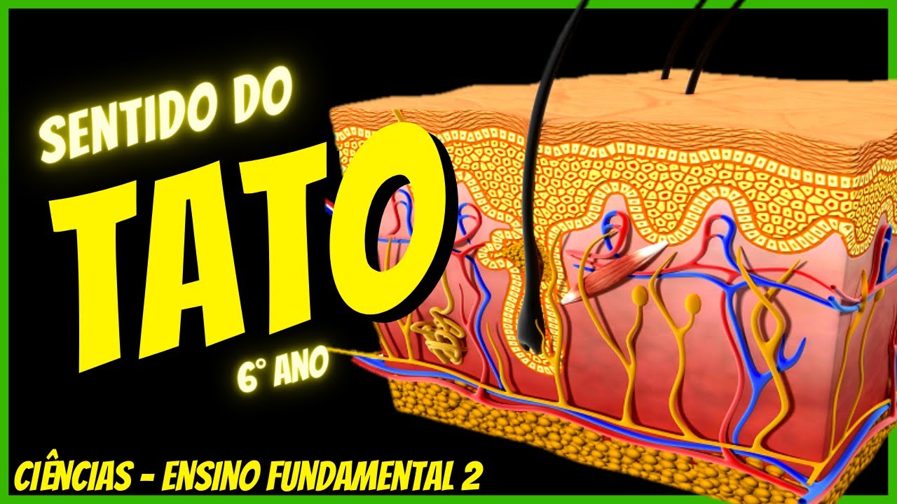 TATO - Sentido humano | Ciências 6° ano | Aula completa com resumo | 2022