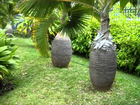 TANTINES CREOLES     RWIN PAUL