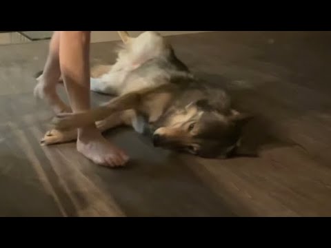 “No, you shan’t be passing.” - Wolf Dog