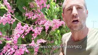 אנטיגון מטפס פרחוני בעל צימוח מהיר